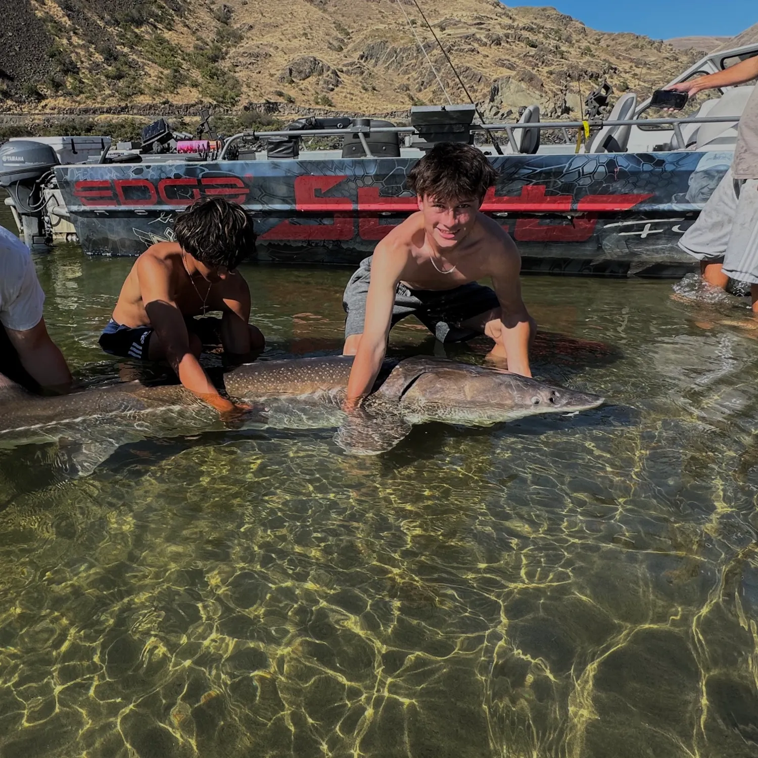 White sturgeon caught on Fishbrain