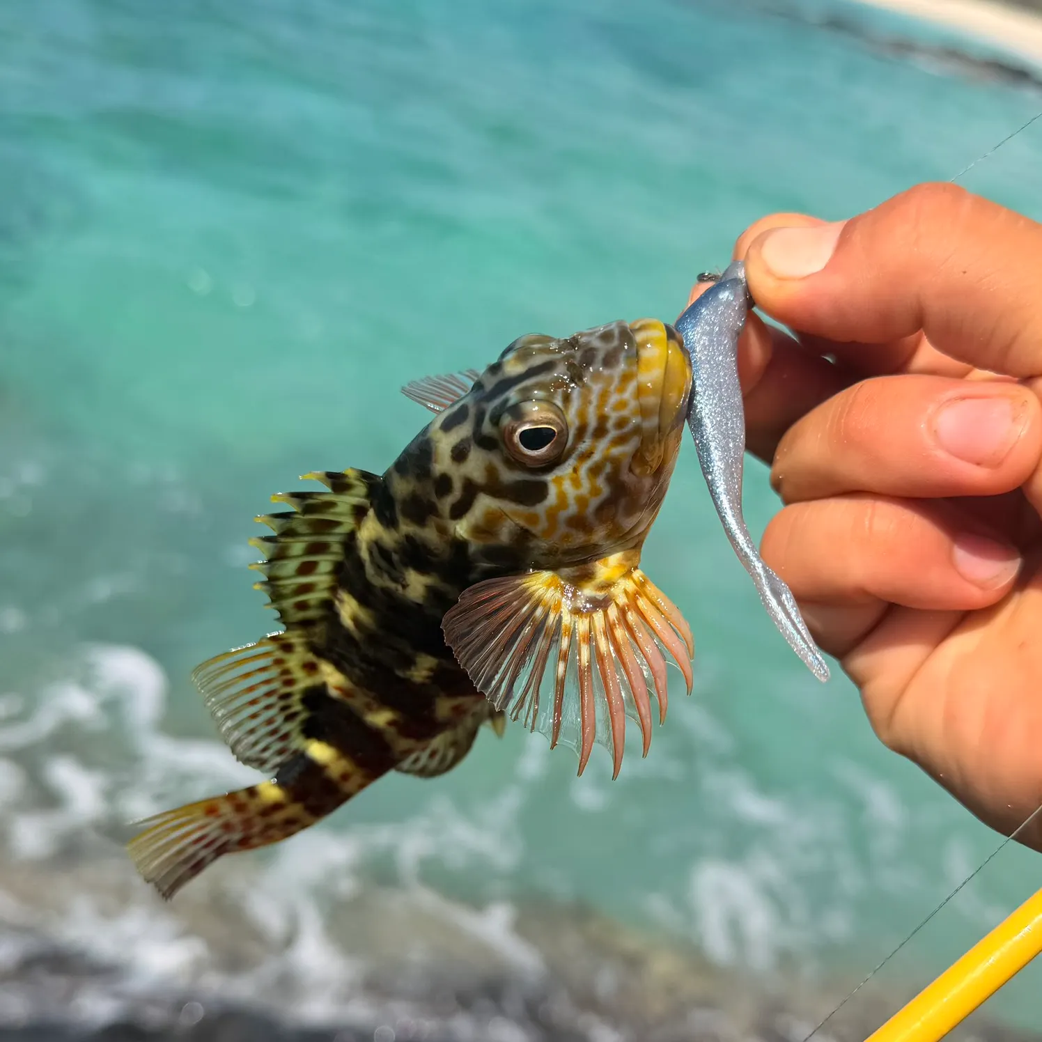 Stocky hawkfish caught on Fishbrain