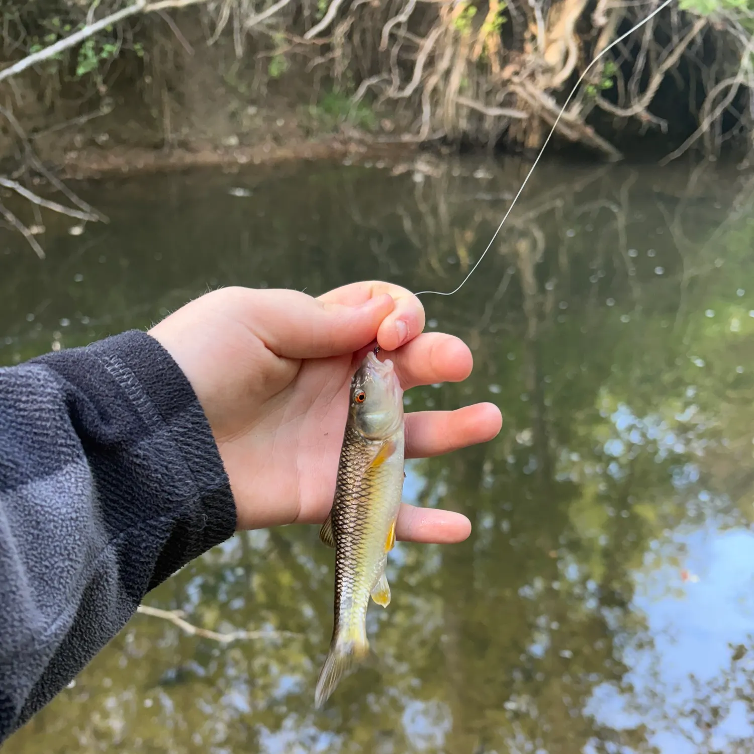 The most recent Redspot chub catches on Fishbrain