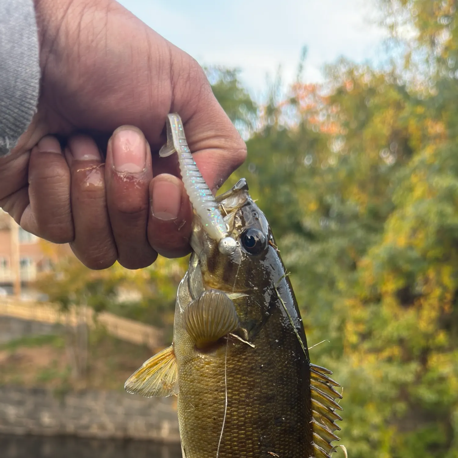 Smallmouth bass caught on Fishbrain
