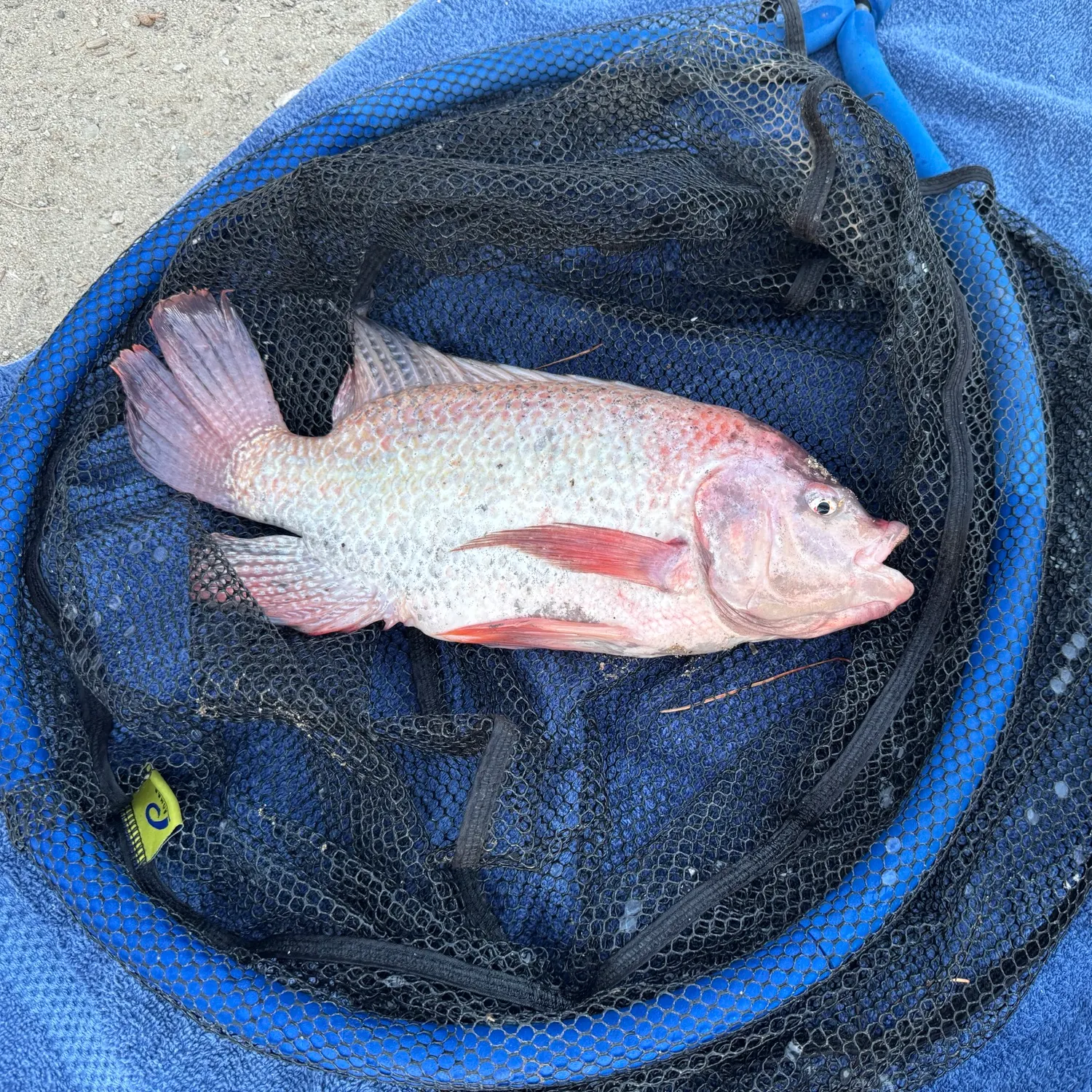 The most recent Red tilapia catches on Fishbrain