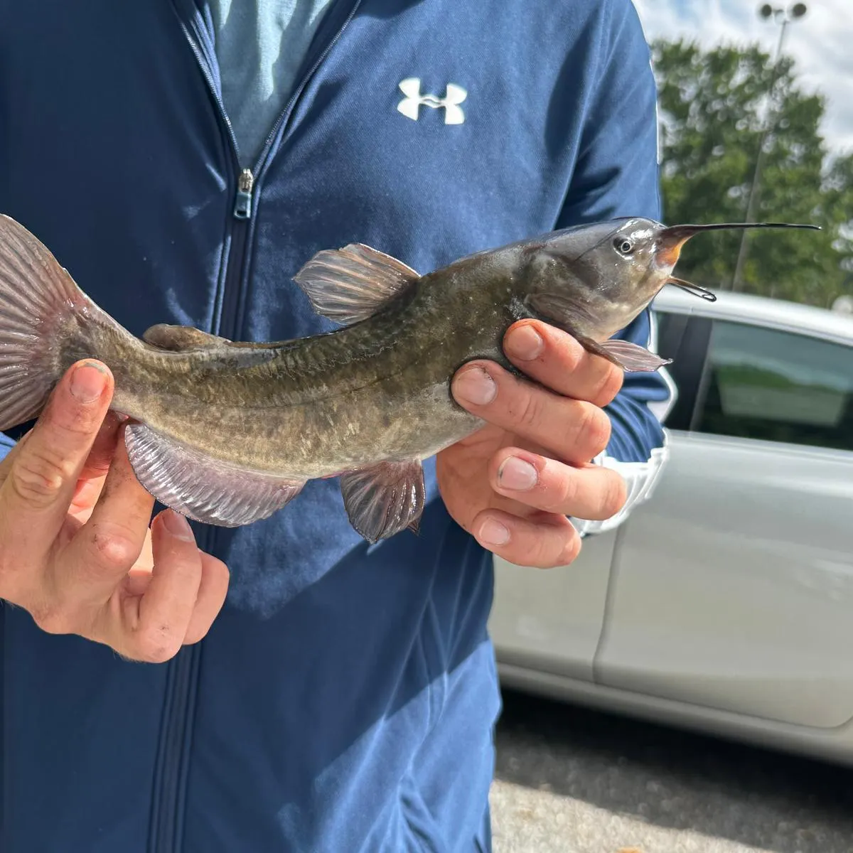 Black bullhead caught on Fishbrain