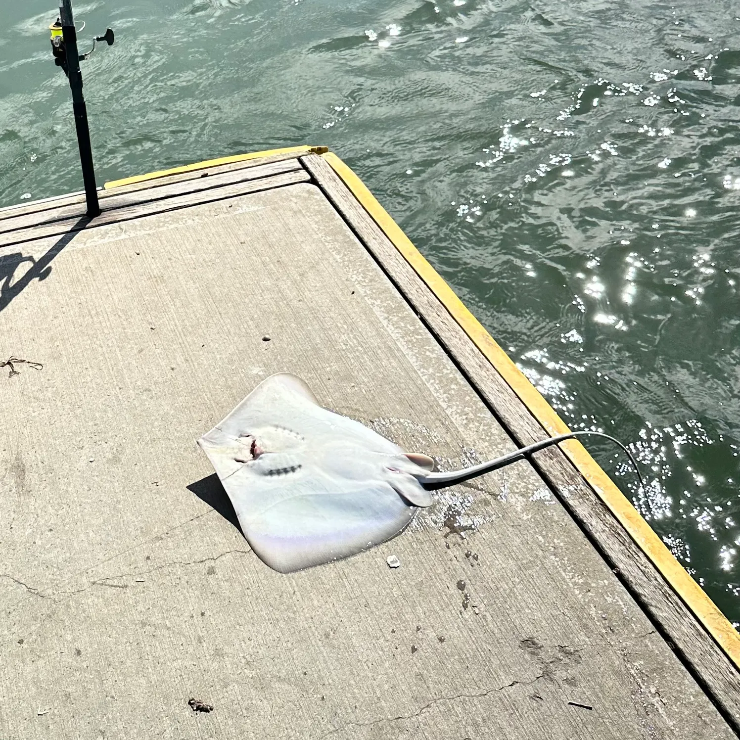 The most recent Common stingray catches on Fishbrain