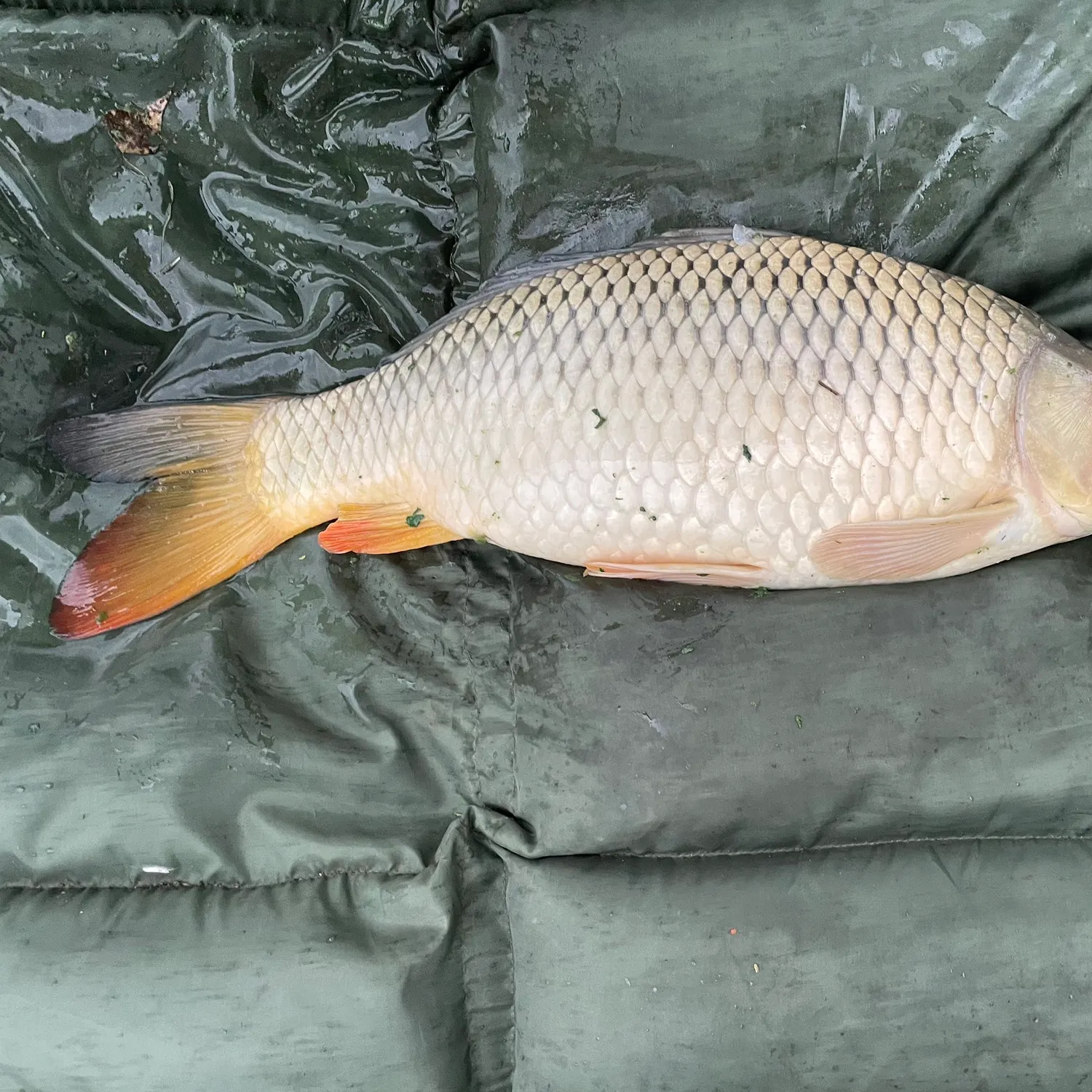 Fish caught on Fishbrain