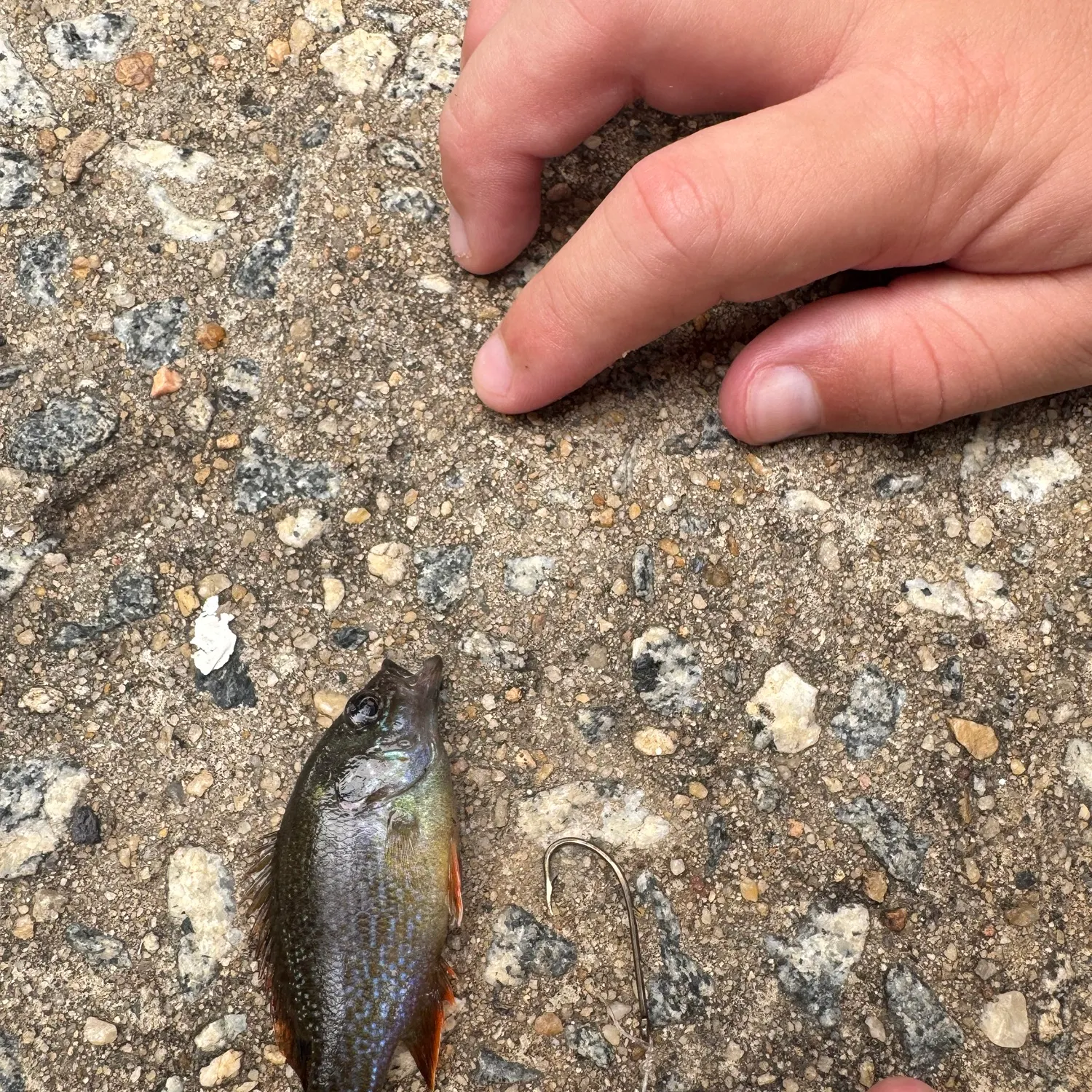 Greengill hybrid caught on Fishbrain