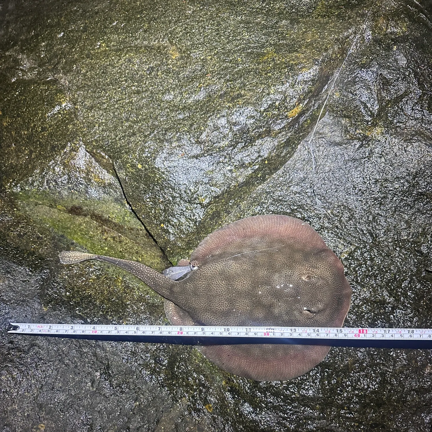 Haller's round ray caught on Fishbrain
