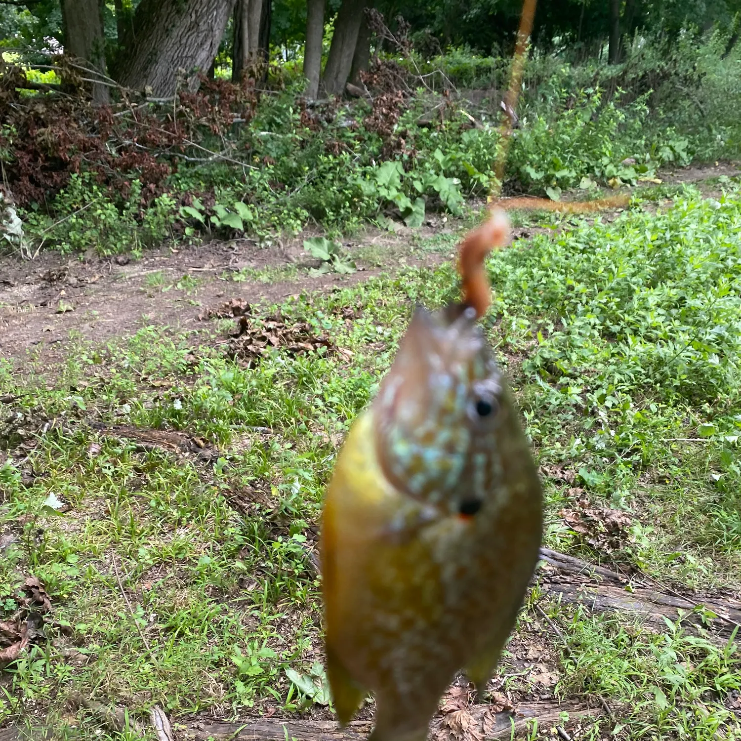 Pumpkinseed caught on Fishbrain