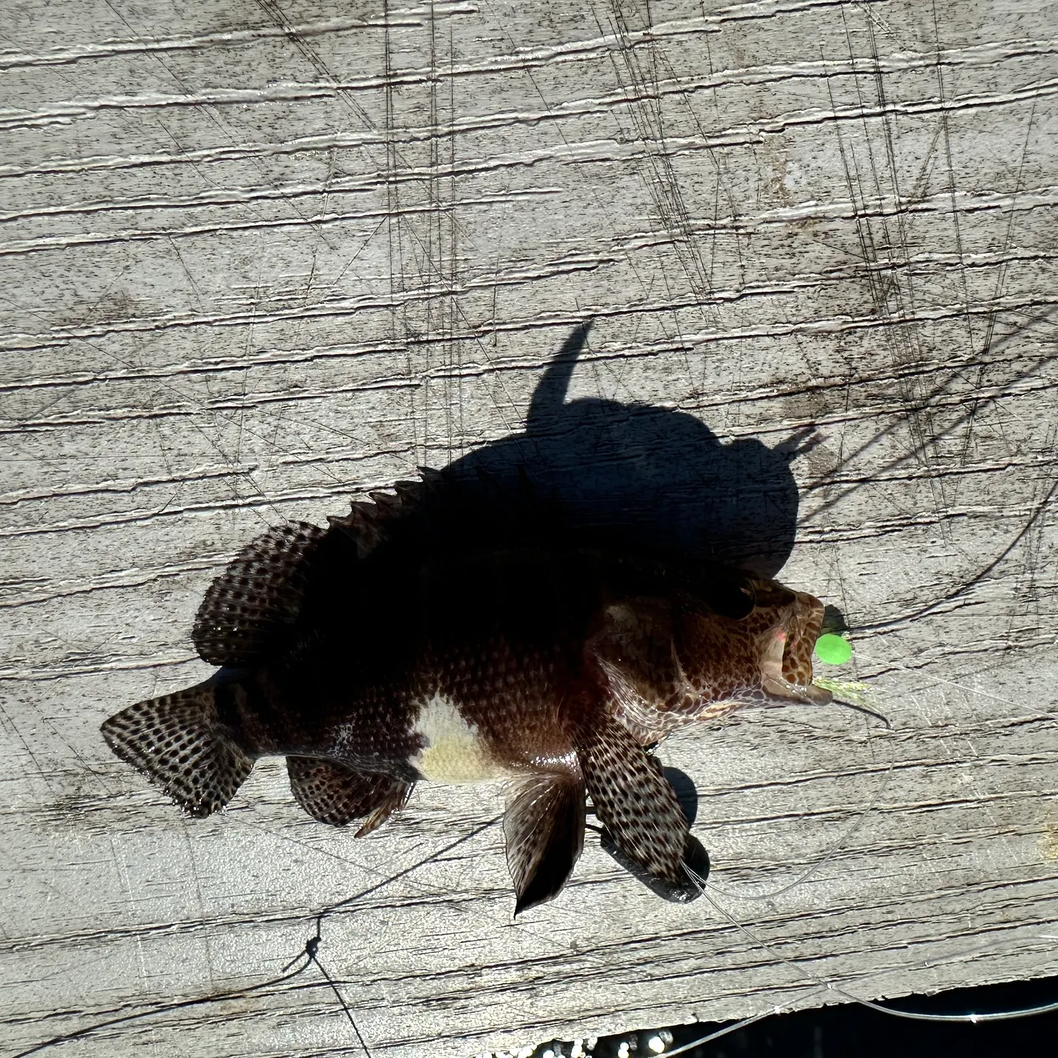 Rock hind caught on Fishbrain