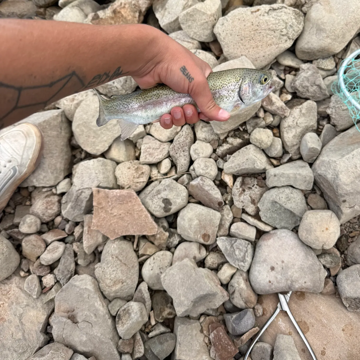 Rainbow trout caught on Fishbrain