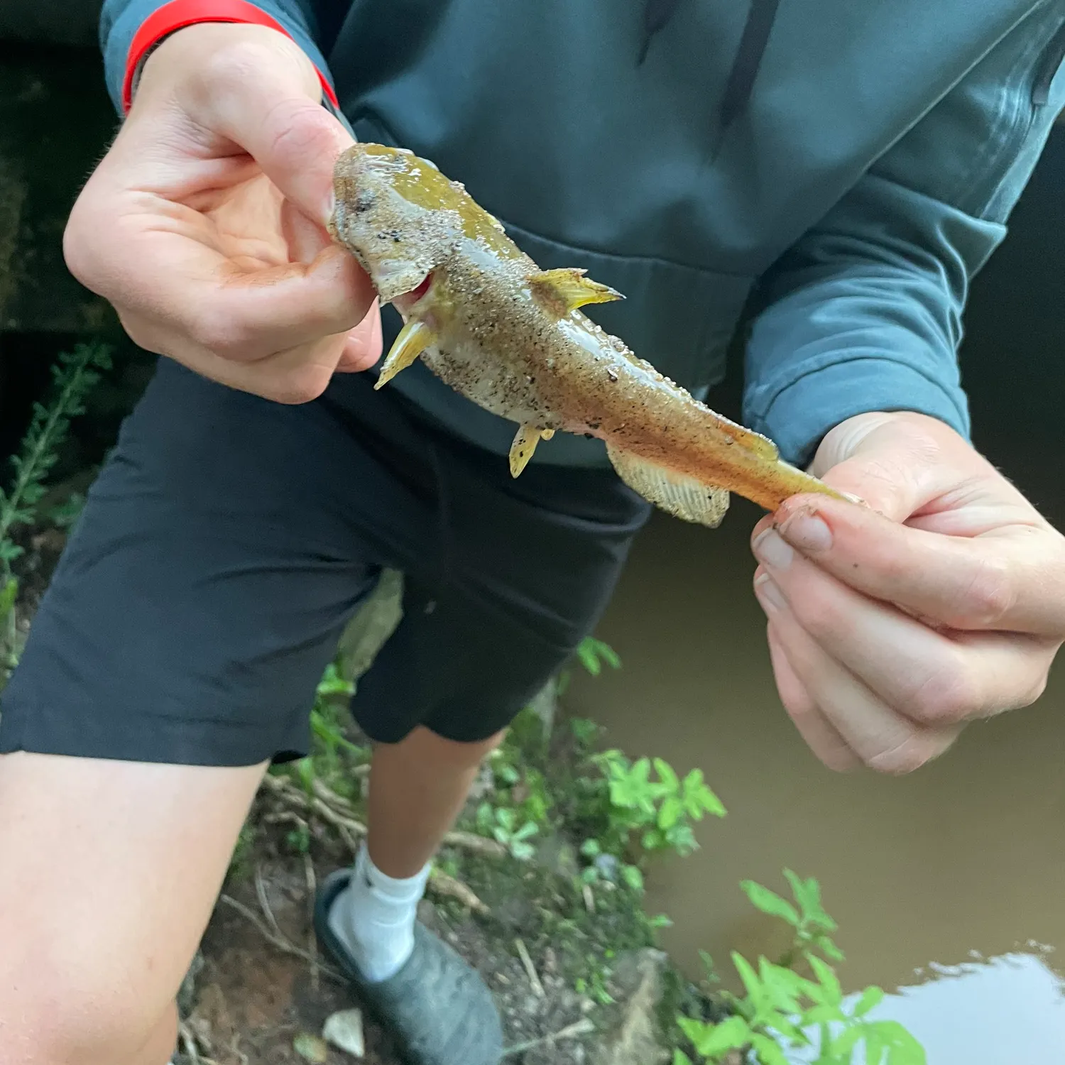 angler catch