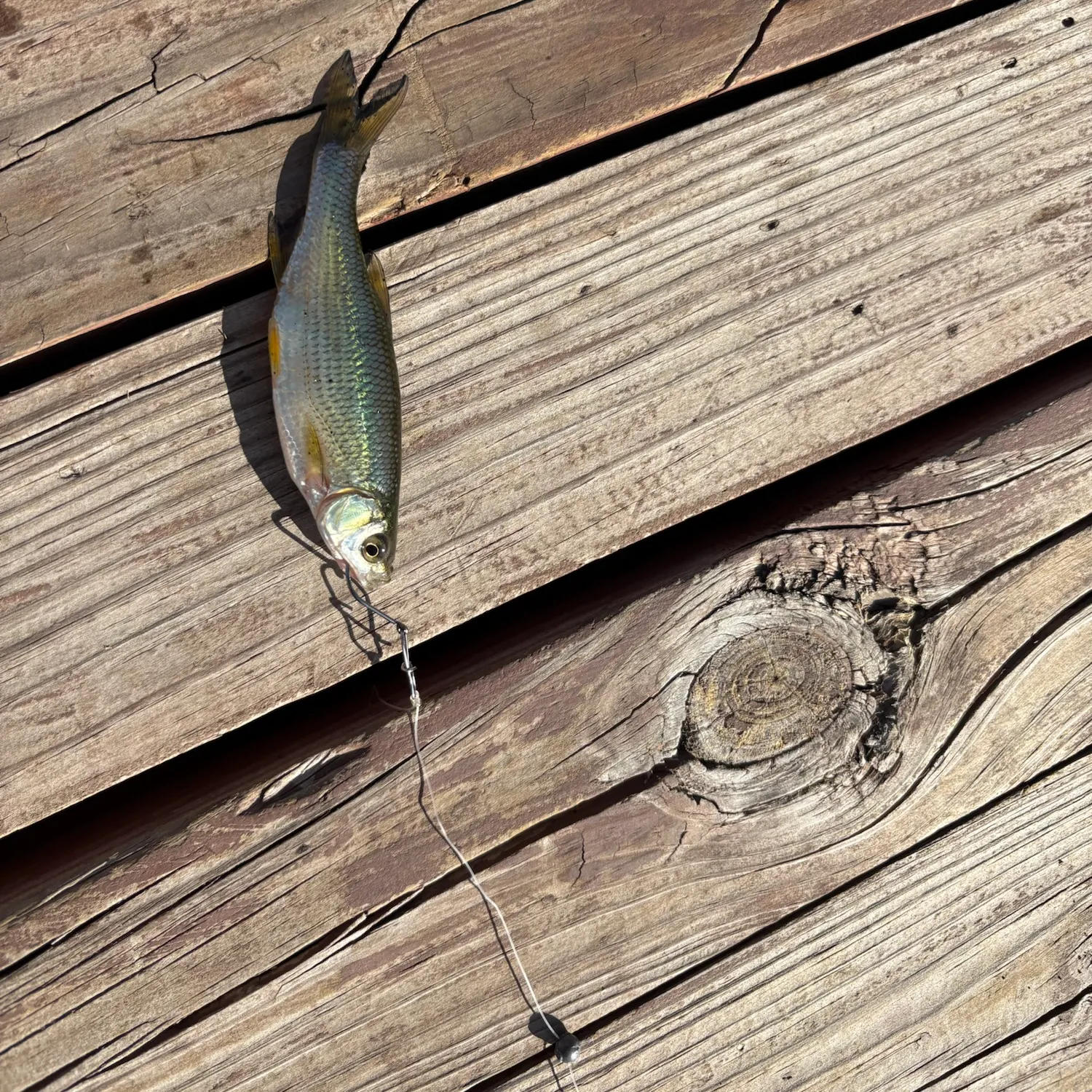 Creek chub caught on Fishbrain