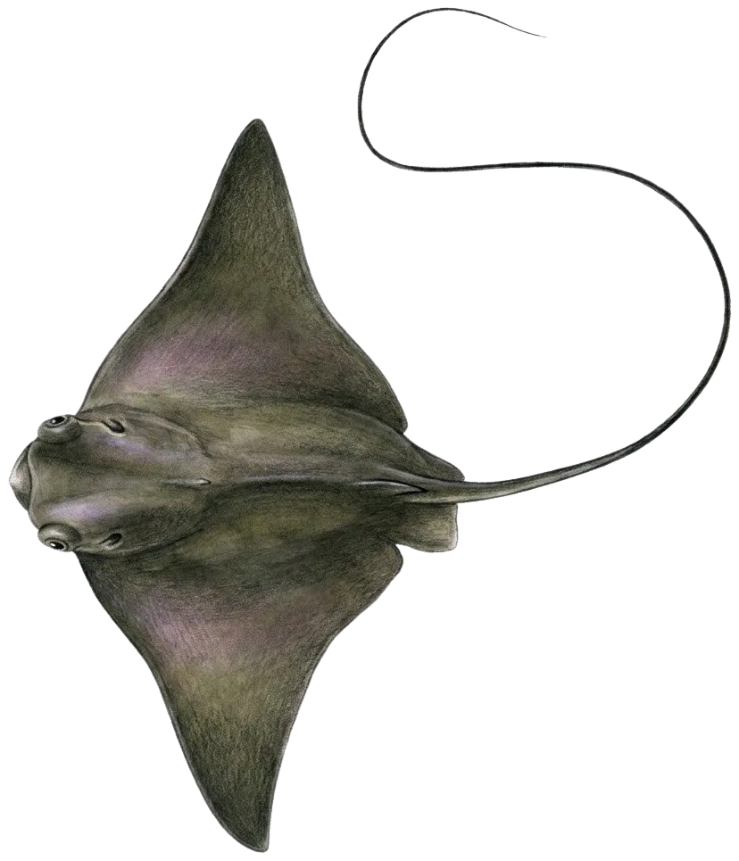 Bat eagle ray