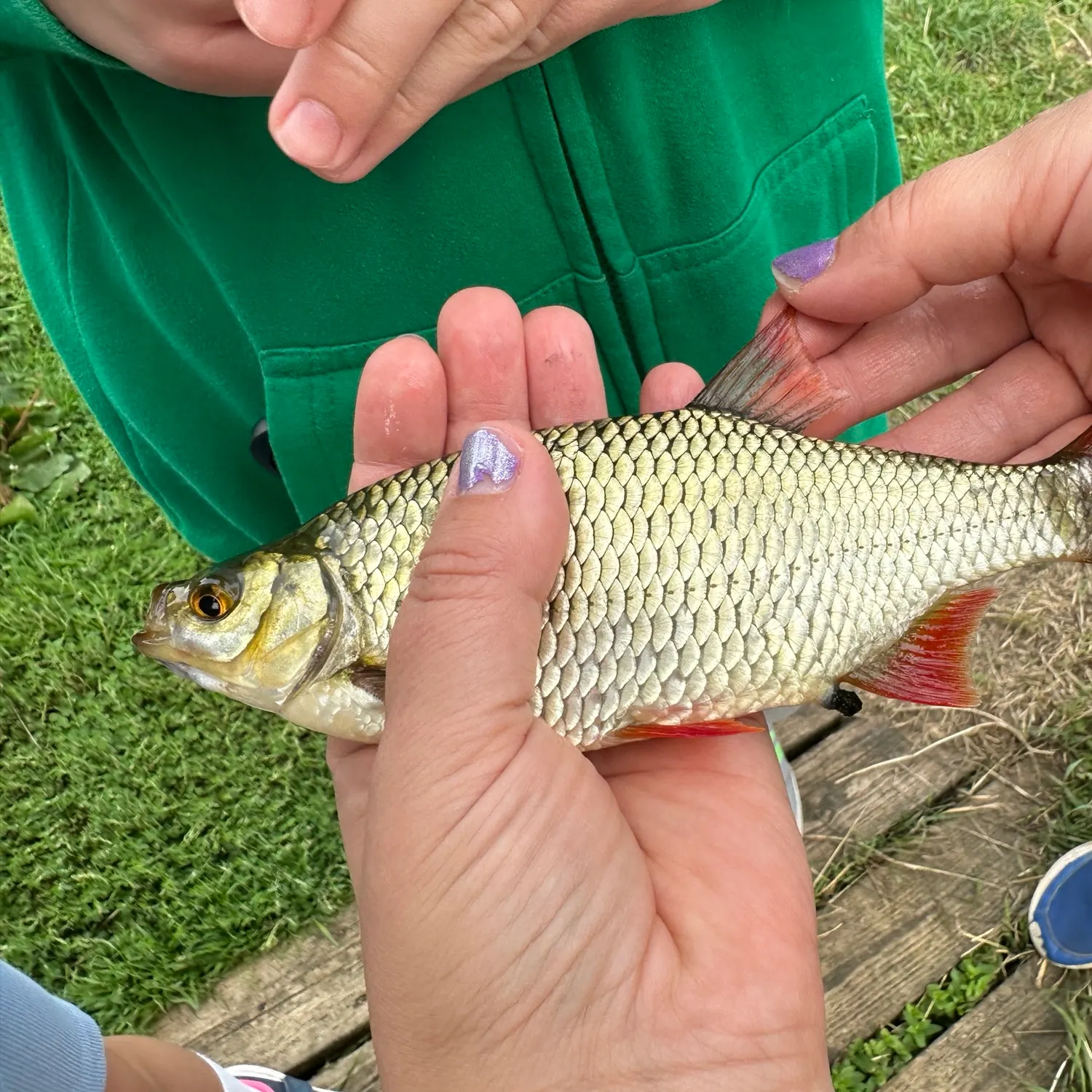 Common rudd caught on Fishbrain