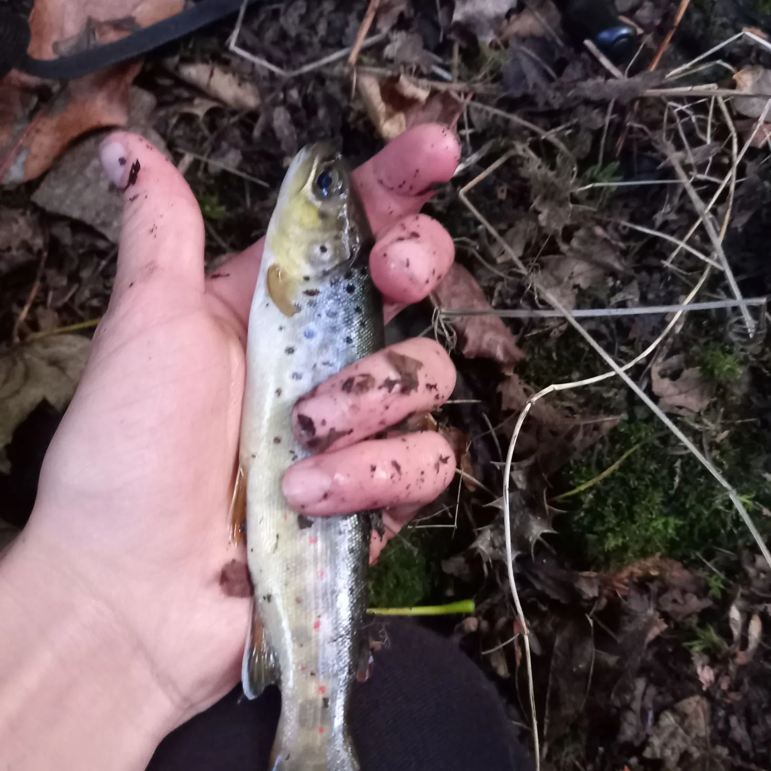 Brown trout caught on Fishbrain
