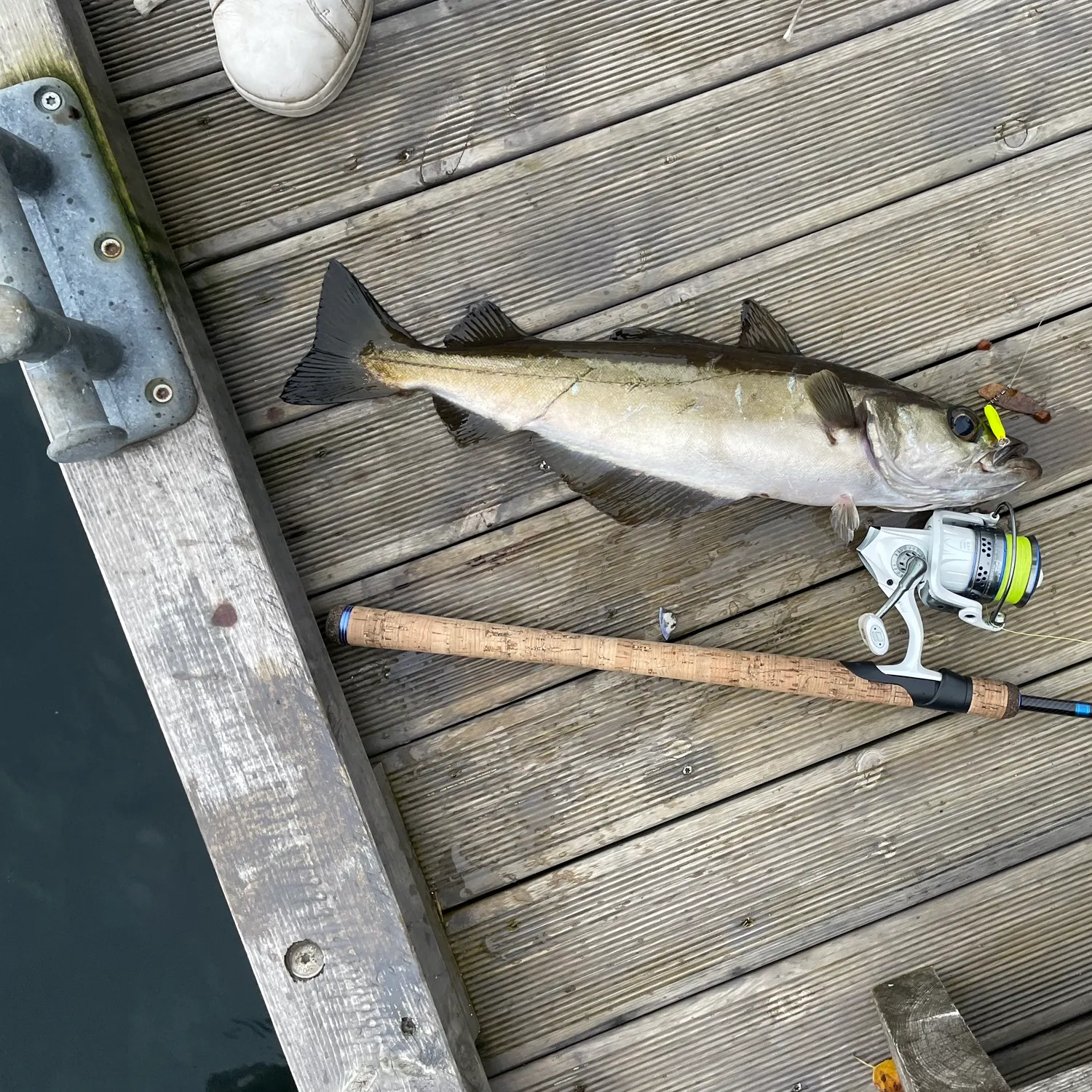 Pollack caught on Fishbrain