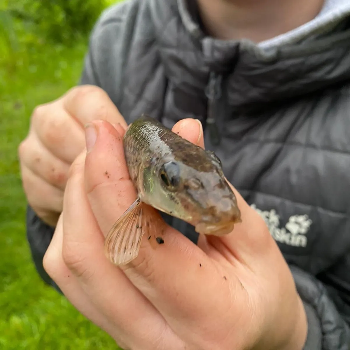 Gudgeon caught on Fishbrain