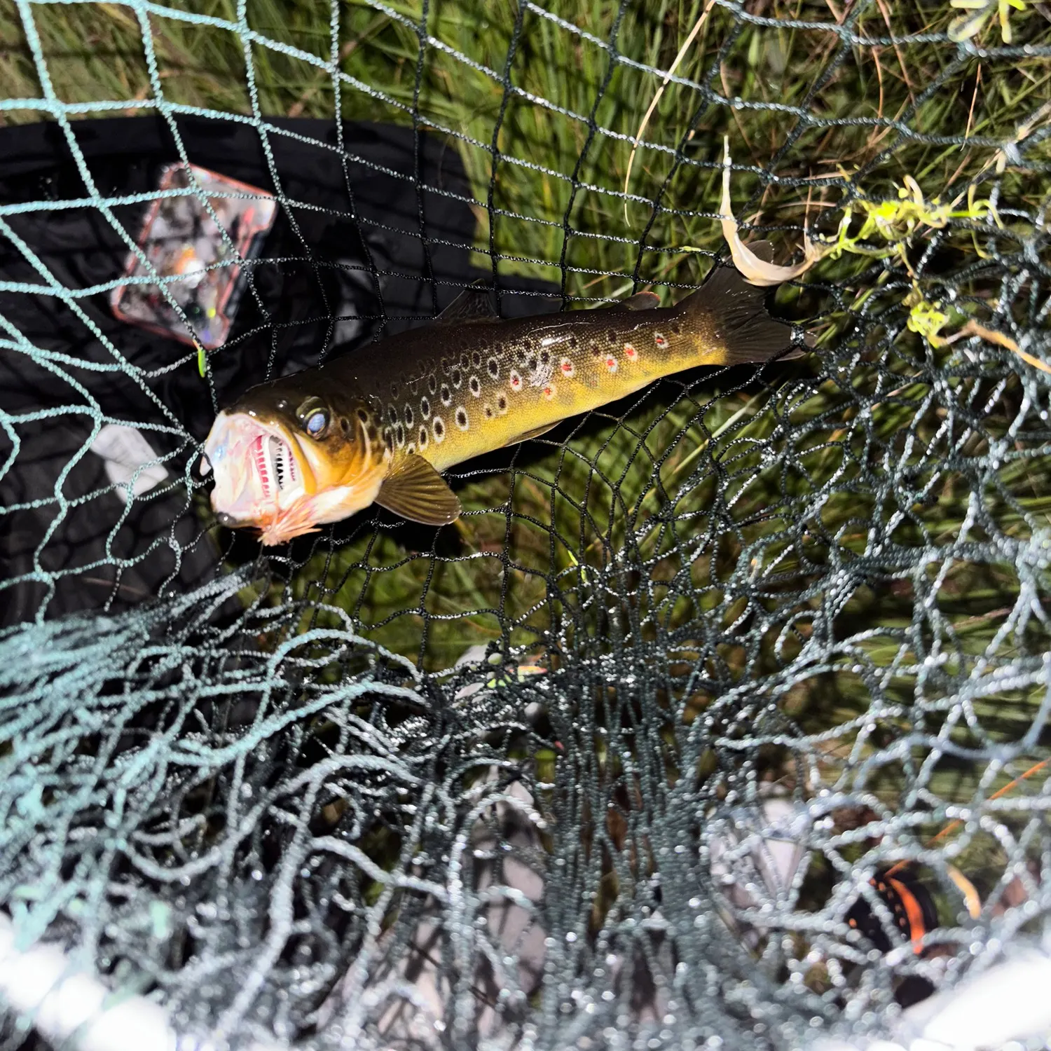 Brown trout caught on Fishbrain