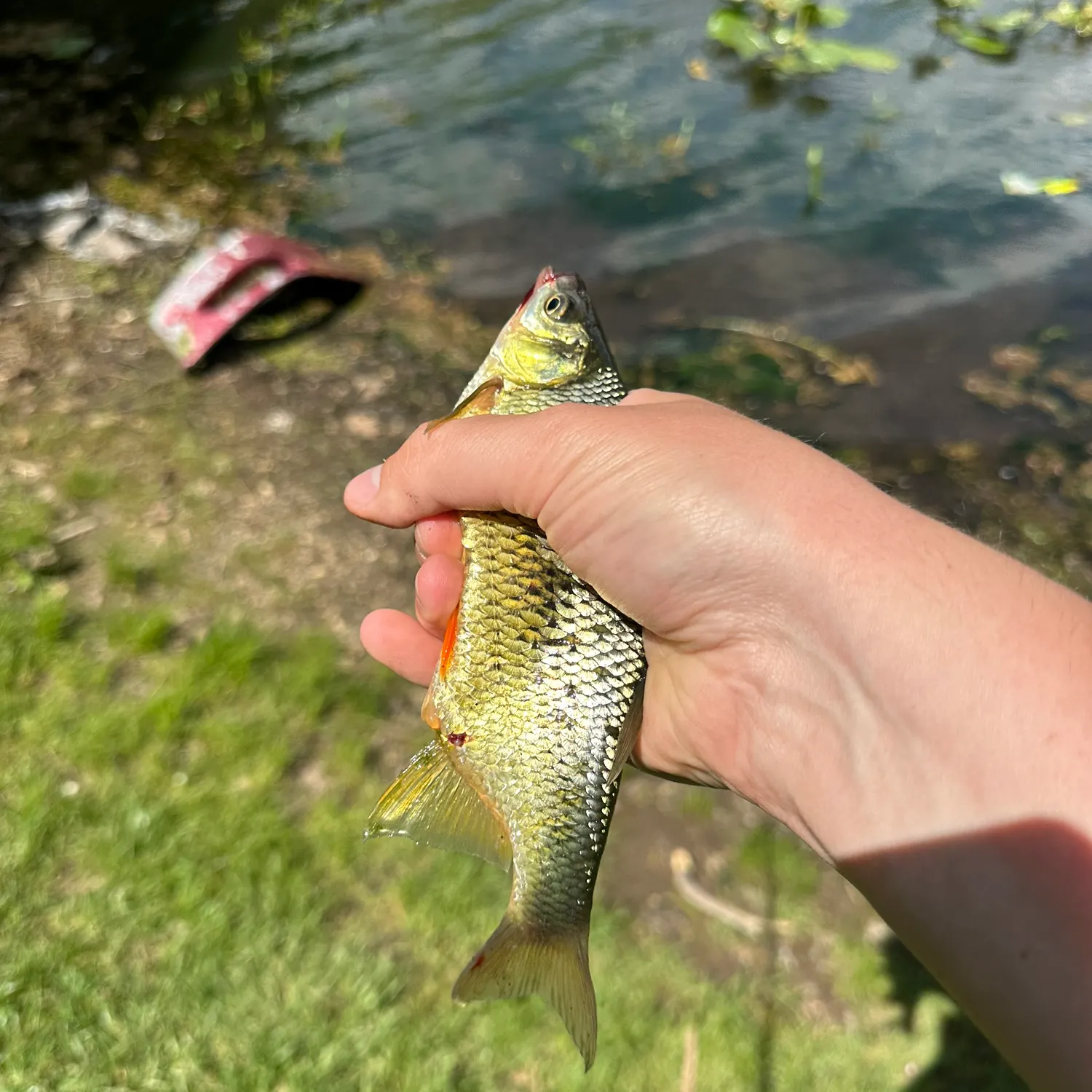 catch