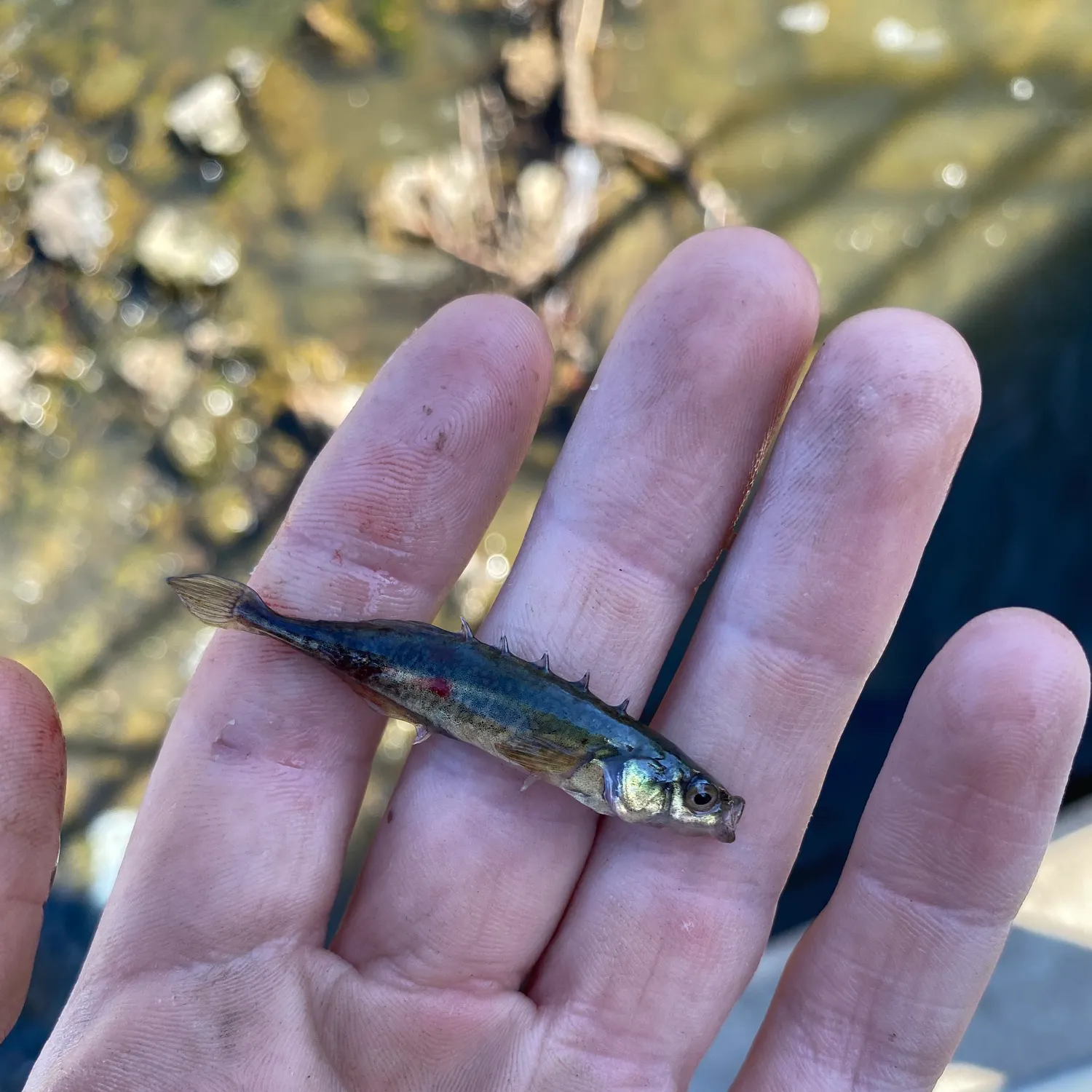 The most recent Brook stickleback catches on Fishbrain