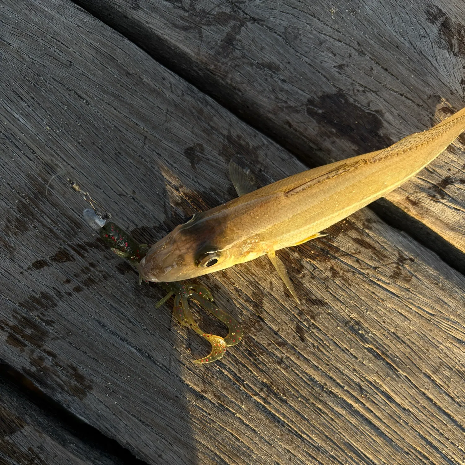 Sand sillago caught on Fishbrain