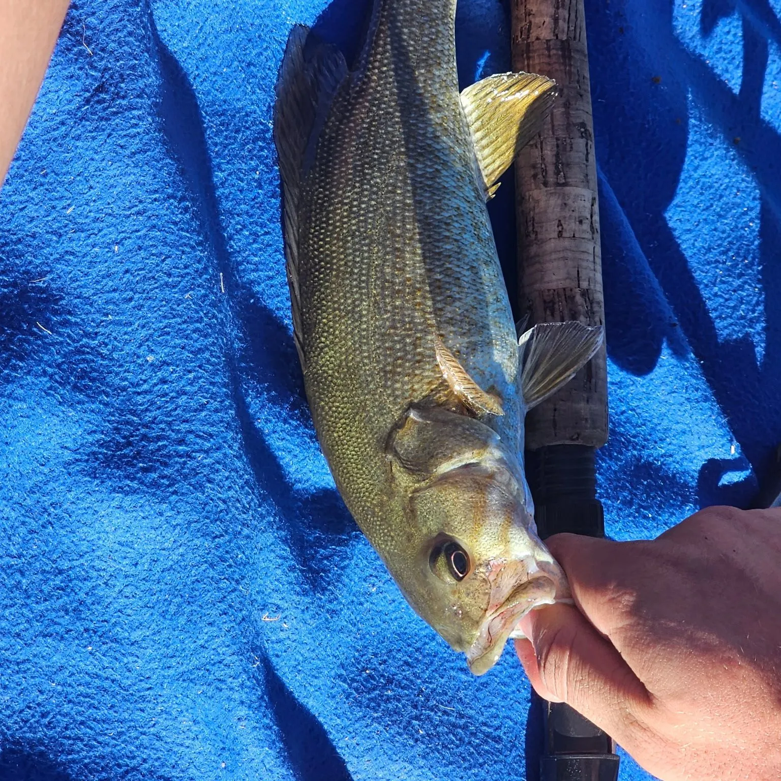 Smallmouth bass caught on Fishbrain