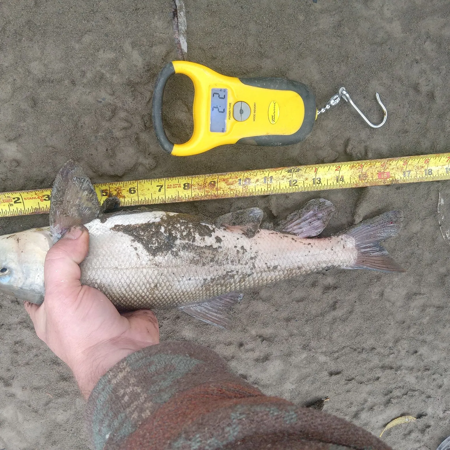 The most recent Sacramento sucker catches on Fishbrain