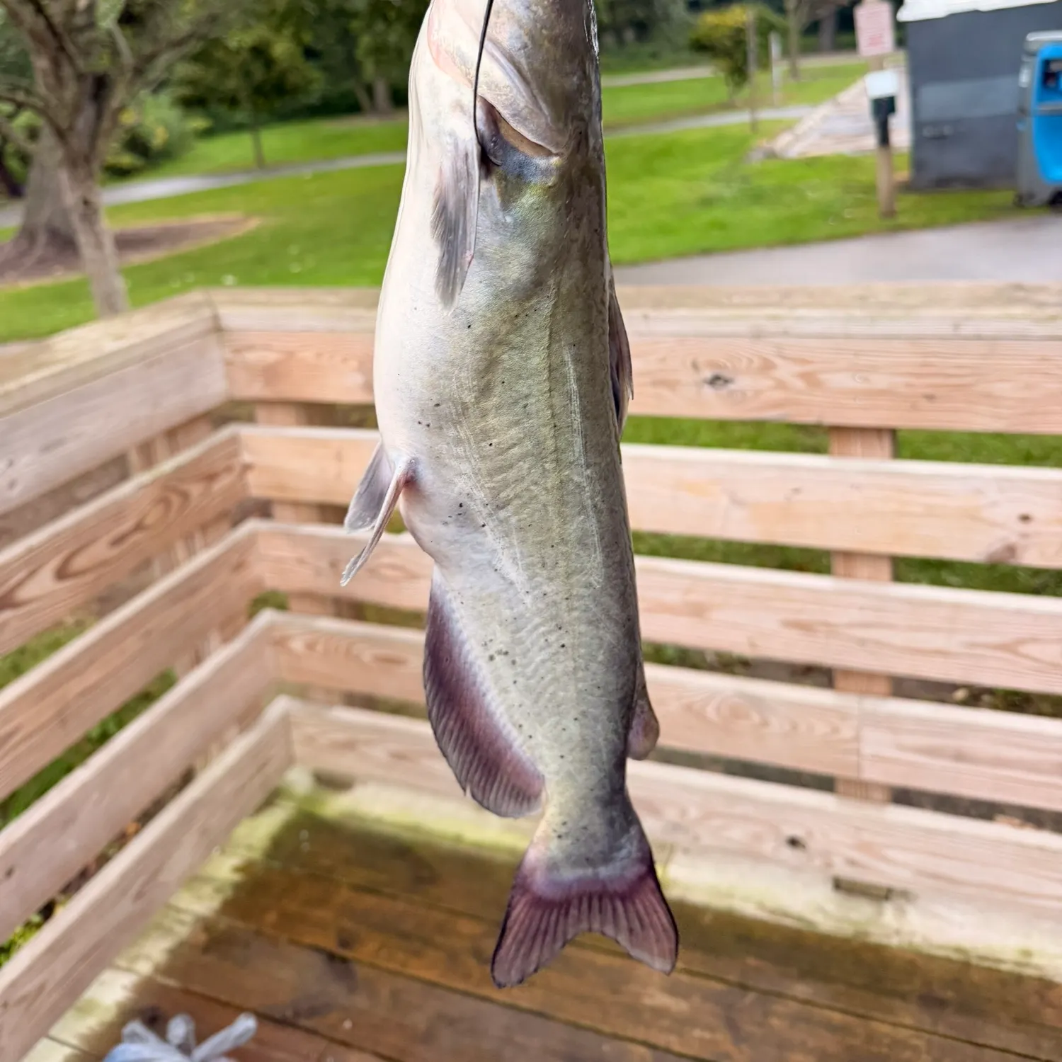 Channel catfish caught on Fishbrain