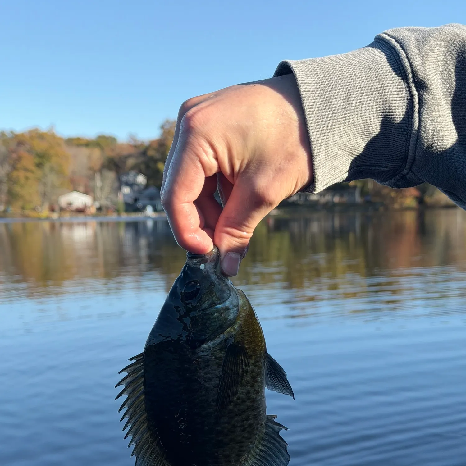 Bluegill caught on Fishbrain