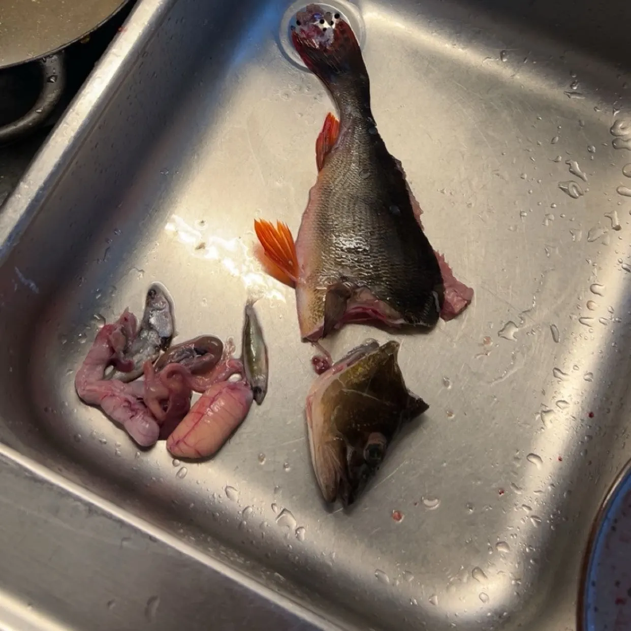 European perch caught on Fishbrain