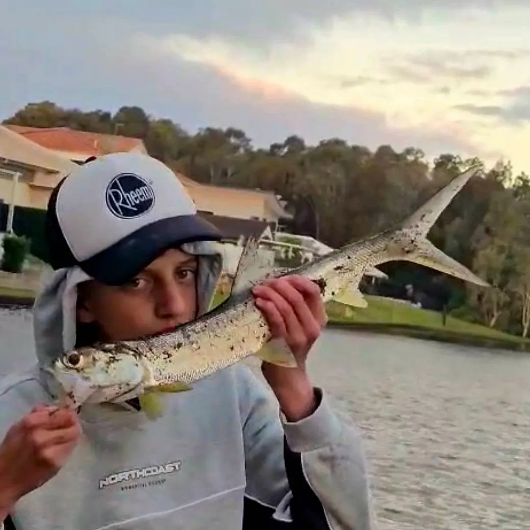The most recent Hawaiian ladyfish catches on Fishbrain