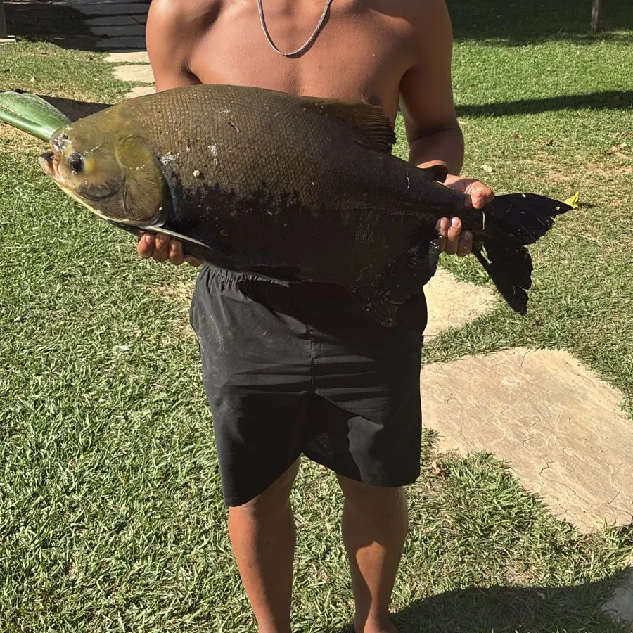 The most recent Black pacu catches on Fishbrain