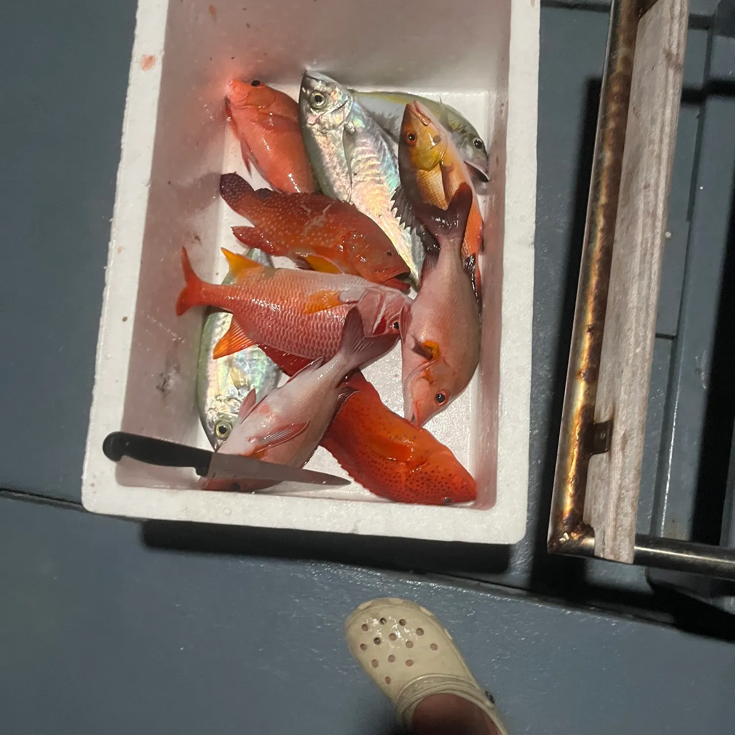 The most recent Malabar blood snapper catches on Fishbrain