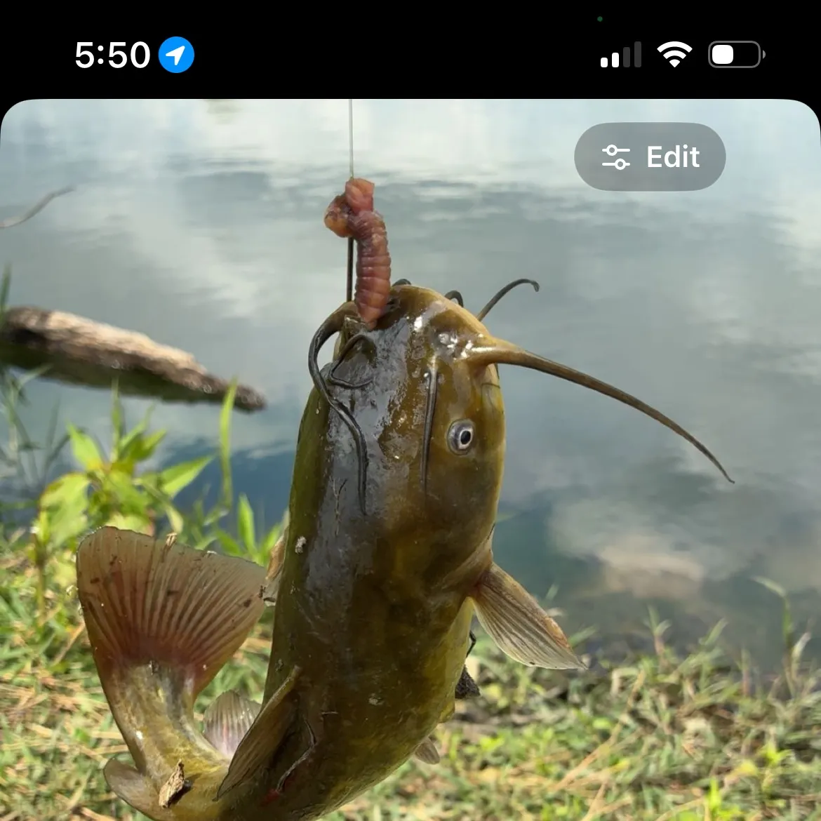 recently logged catches