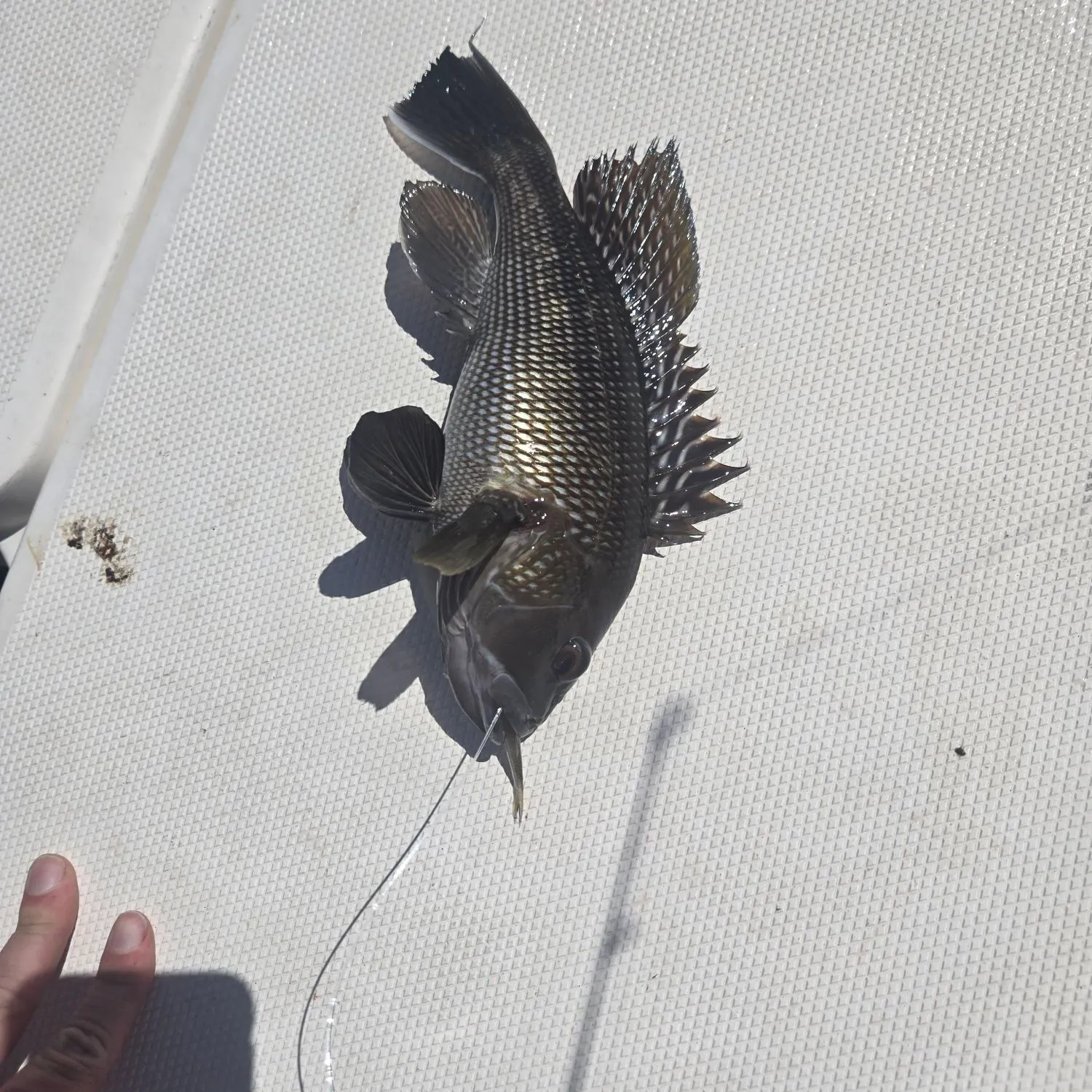 Black sea bass caught on Fishbrain