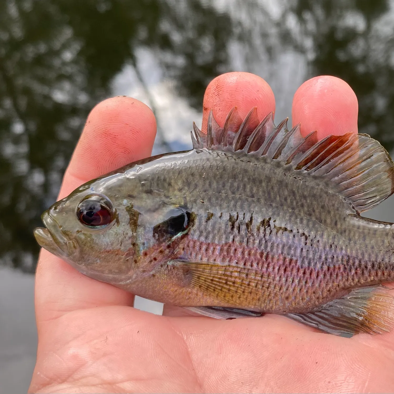 The most recent Spotted sunfish catches on Fishbrain