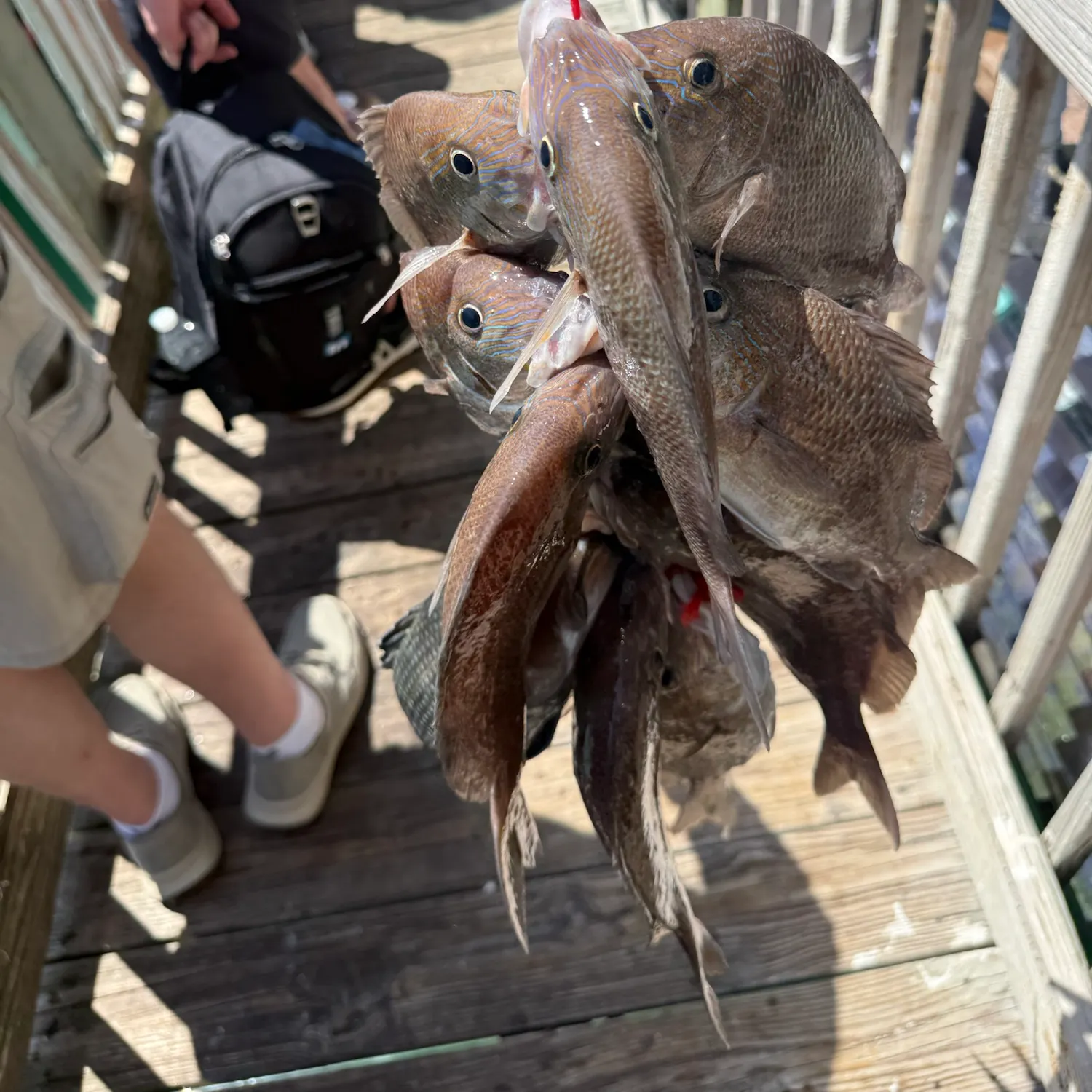 The most recent Hogfish catches on Fishbrain