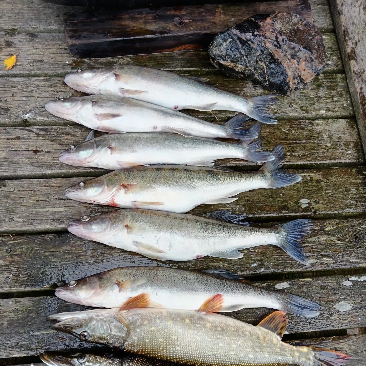 Northern pike caught on Fishbrain