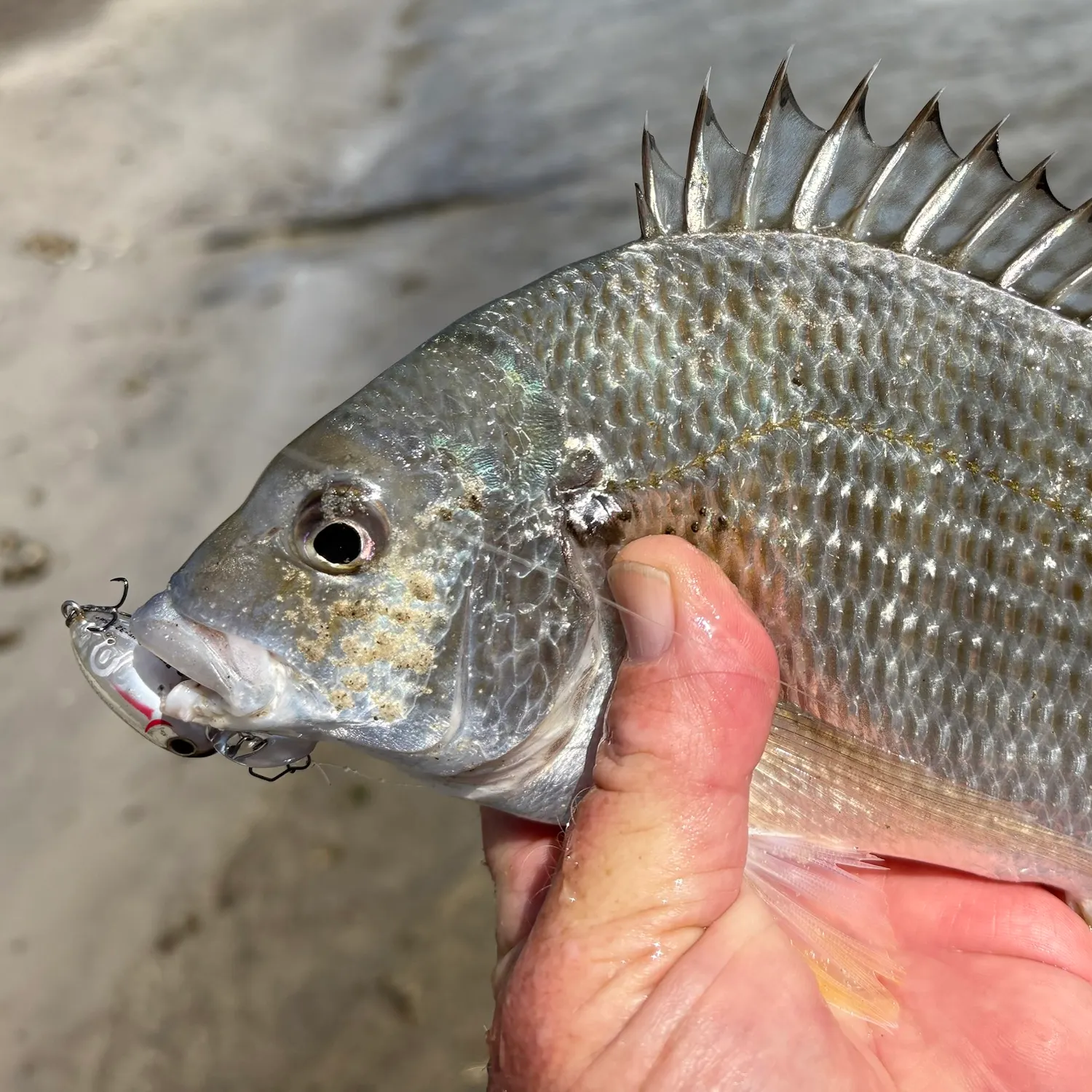 Surf bream caught on Fishbrain