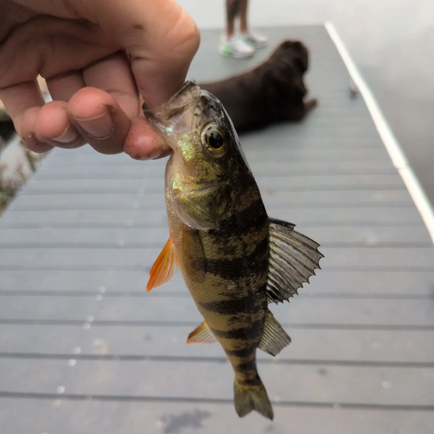 Yellow perch caught on Fishbrain