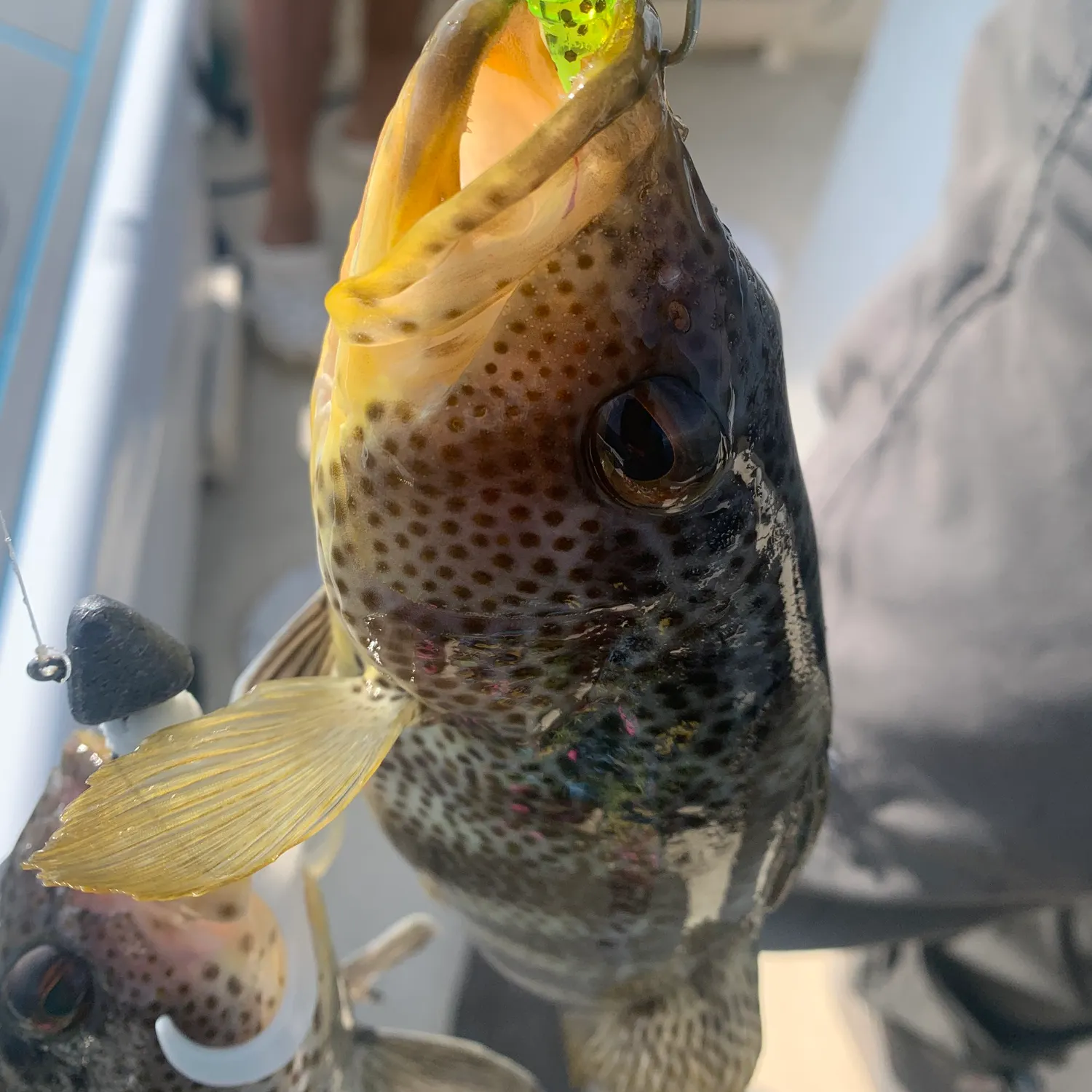 The most recent Spotted seabass catches on Fishbrain