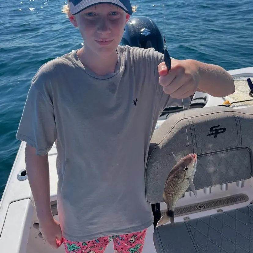 The most recent Atlantic spotfin mojarra catches on Fishbrain
