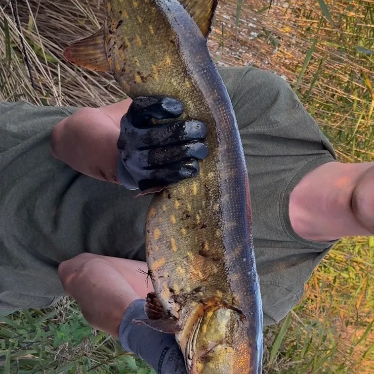 Northern pike caught on Fishbrain