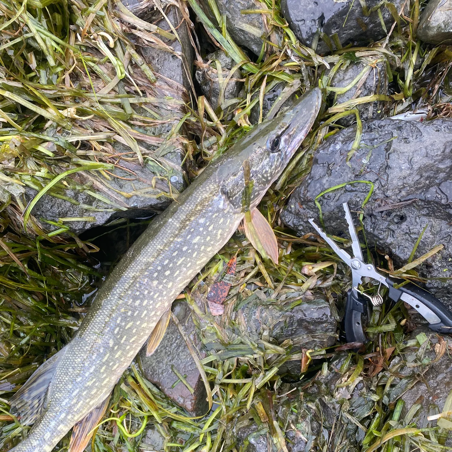 Northern pike caught on Fishbrain