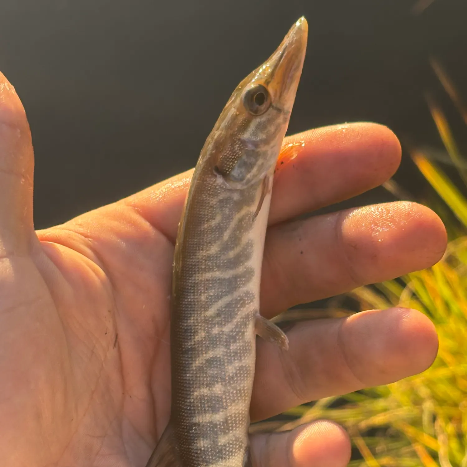 The most recent Tiger muskie catches on Fishbrain