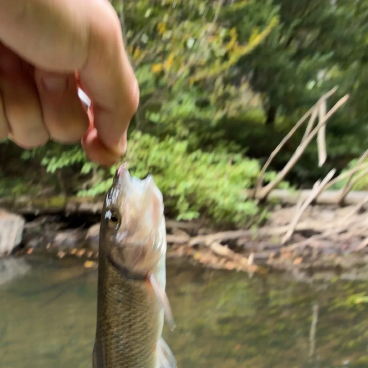 Fallfish caught on Fishbrain