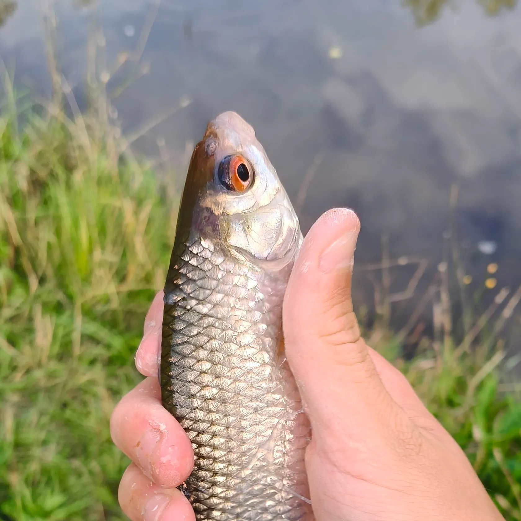 Common roach caught on Fishbrain