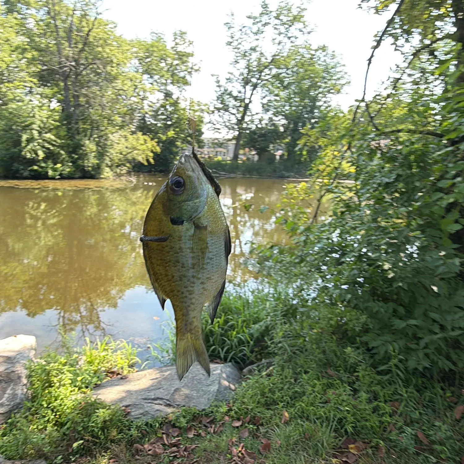 Bluegill caught on Fishbrain