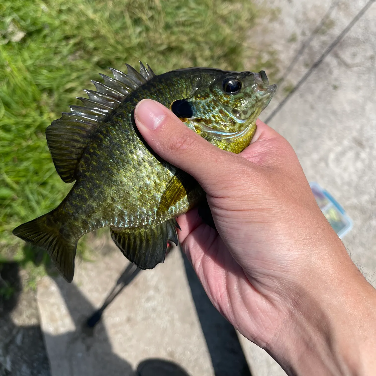catch