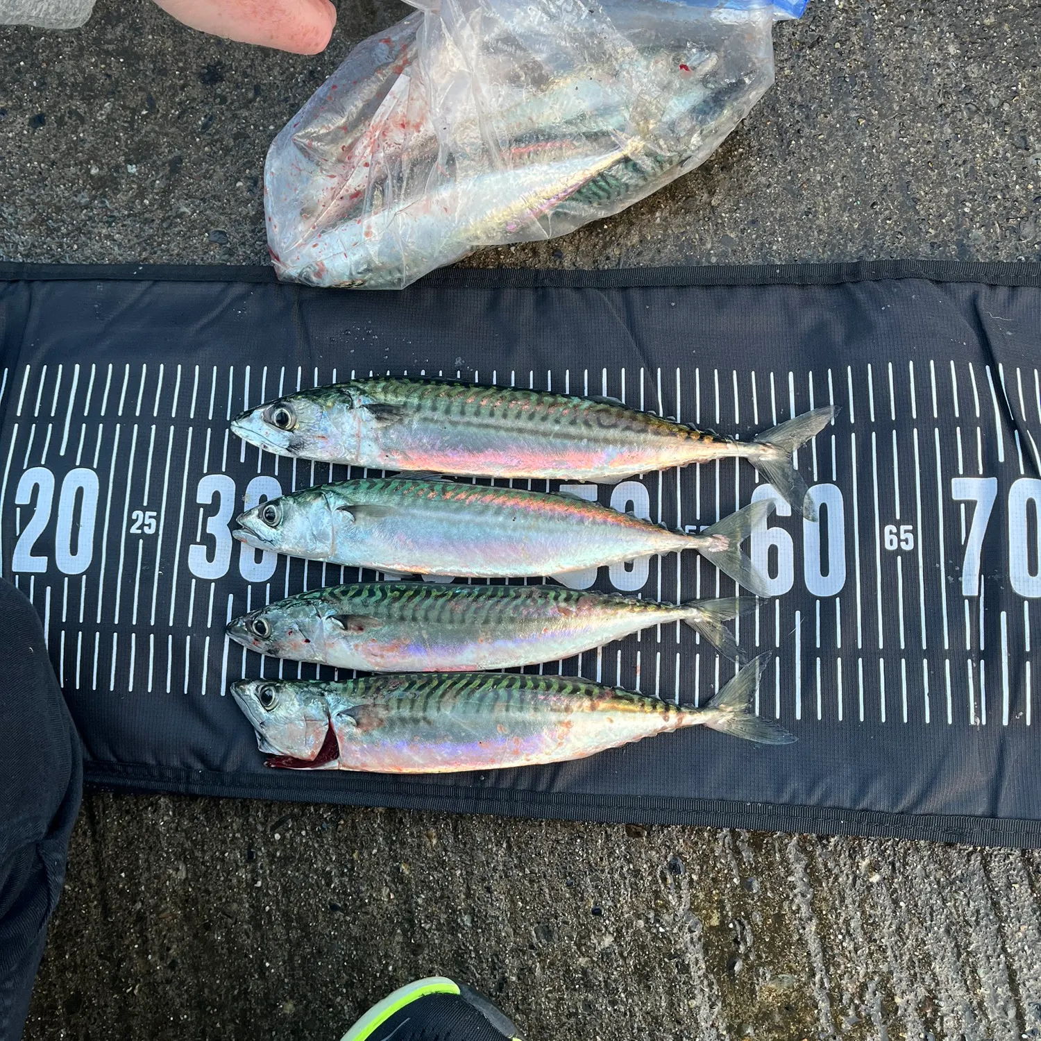 recently logged catches