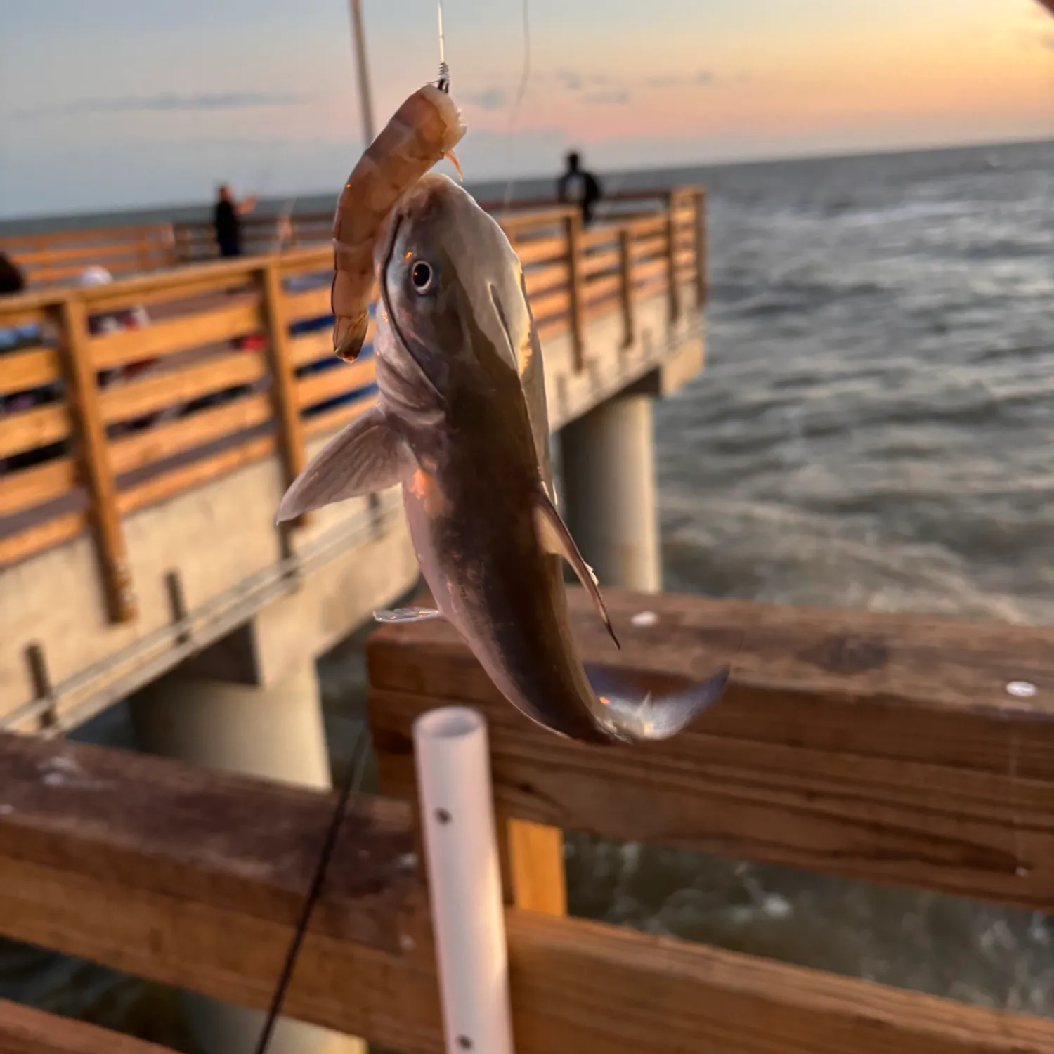 Hardhead sea catfish caught on Fishbrain